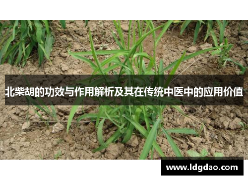 北柴胡的功效与作用解析及其在传统中医中的应用价值